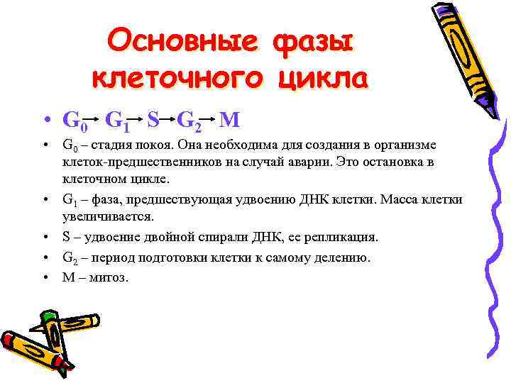 Основные фазы клеточного цикла • G 0 G 1 S G 2 M •