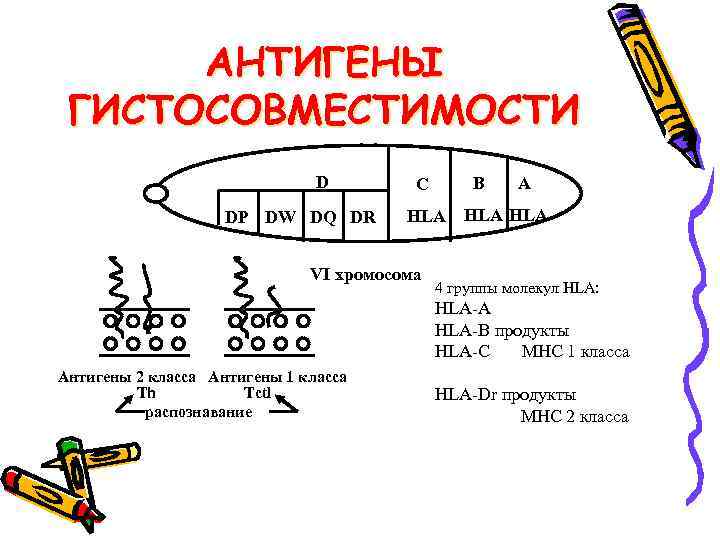 АНТИГЕНЫ ГИСТОСОВМЕСТИМОСТИ D DP DW DQ DR C B A HLA HLA VI хромосома
