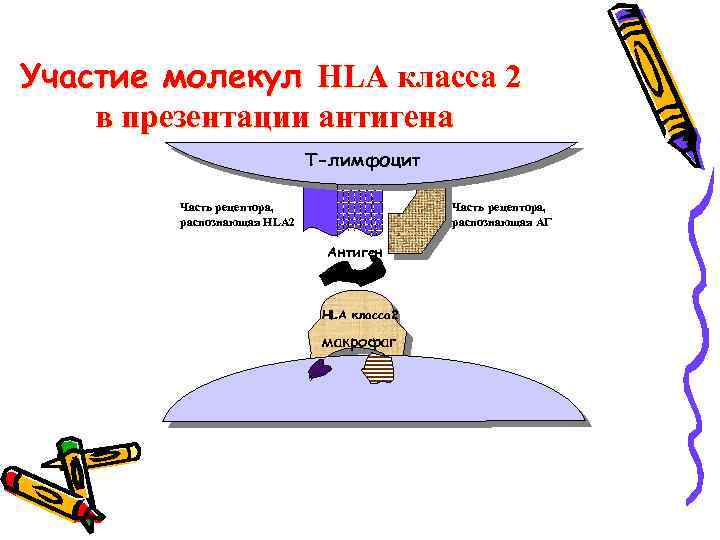 Участие молекул HLA класса 2 в презентации антигена Т-лимфоцит Часть рецептора, распознающая HLA 2