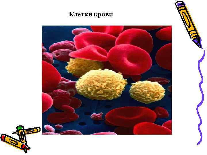 Клетки крови 