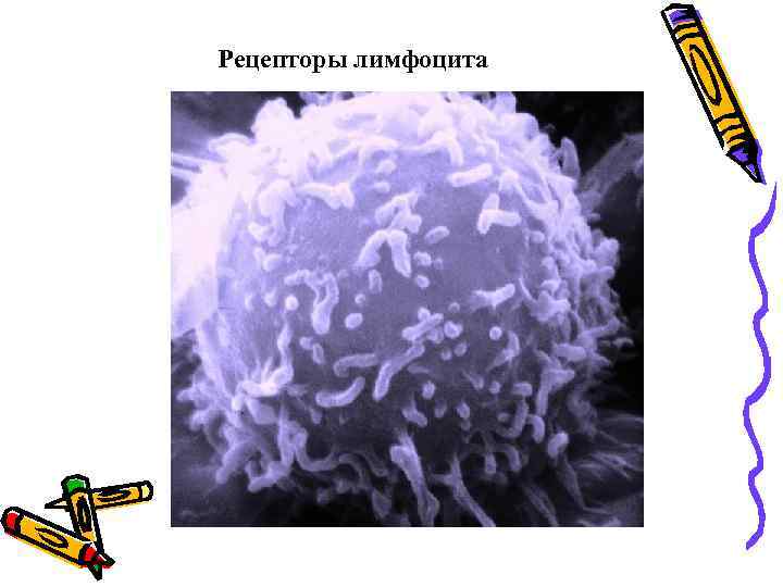 Рецепторы лимфоцита 
