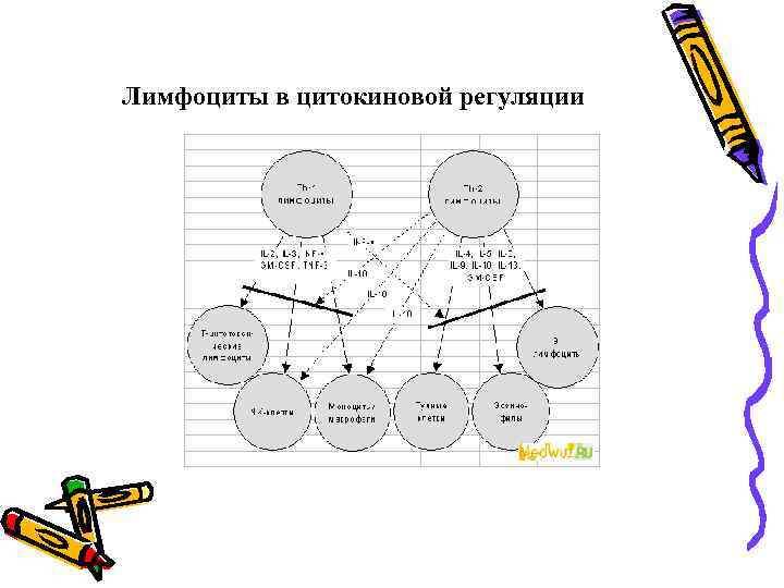Лимфоциты в цитокиновой регуляции 