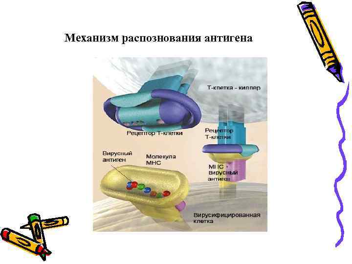 Механизм распознования антигена 