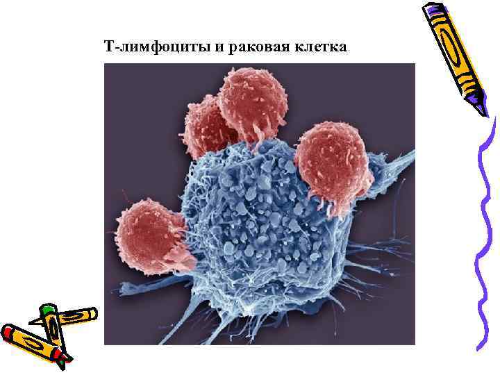 Т-лимфоциты и раковая клетка 