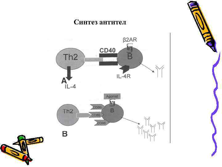 Синтез антител 