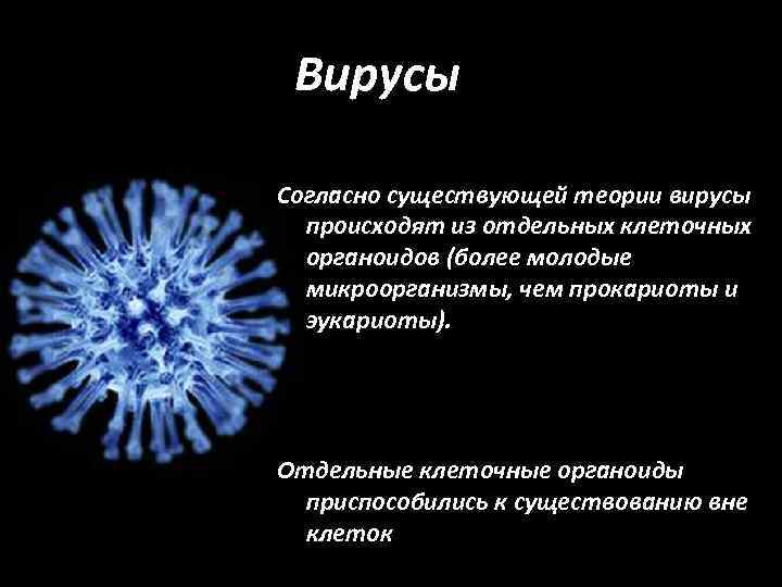 Вирусы Согласно существующей теории вирусы происходят из отдельных клеточных органоидов (более молодые микроорганизмы, чем