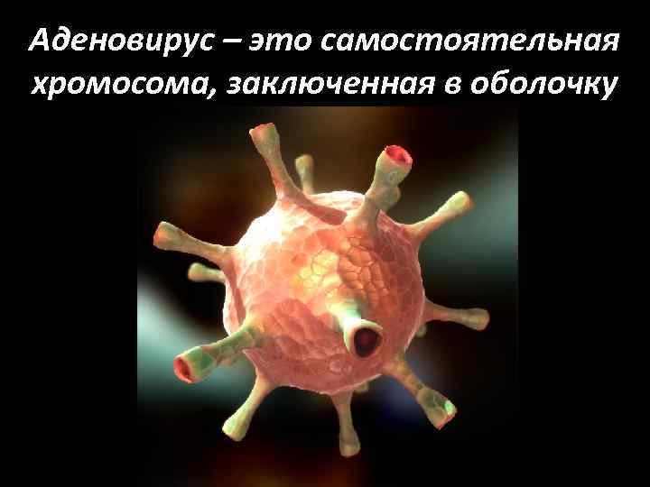 Аденовирус – это самостоятельная хромосома, заключенная в оболочку 