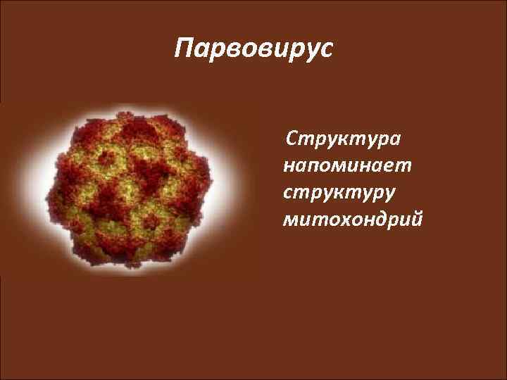 Парвовирус Структура напоминает структуру митохондрий 