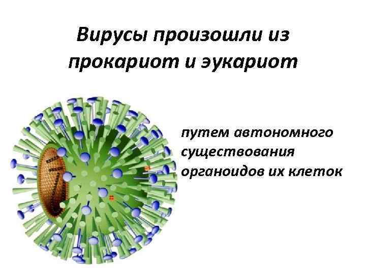 Вирусы произошли из прокариот и эукариот путем автономного существования органоидов их клеток 