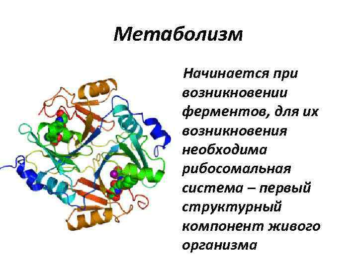 Метаболизм Начинается при возникновении ферментов, для их возникновения необходима рибосомальная система – первый структурный