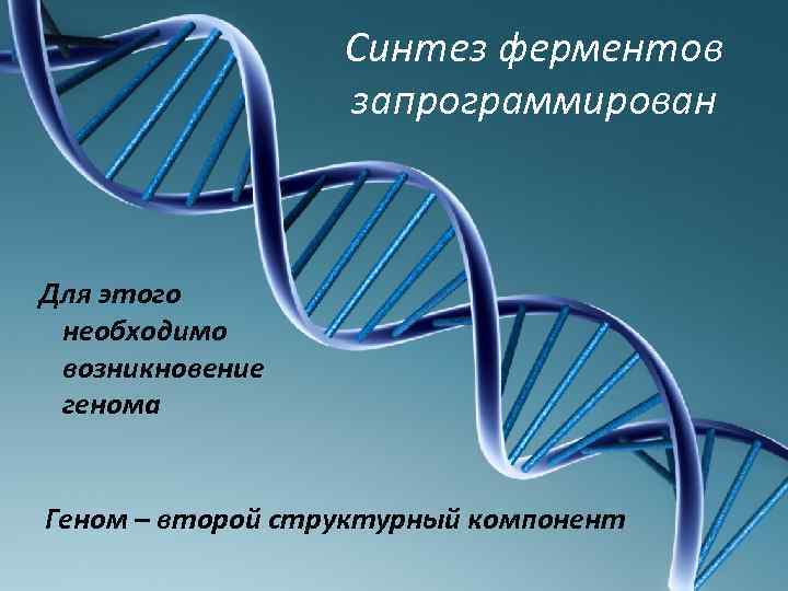 Синтез ферментов запрограммирован Для этого необходимо возникновение генома Геном – второй структурный компонент 