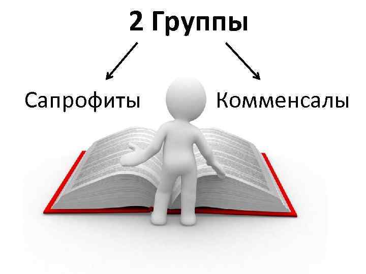 2 Группы Сапрофиты Комменсалы 