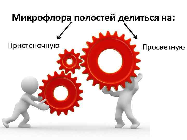Микрофлора полостей делиться на: Пристеночную Просветную 