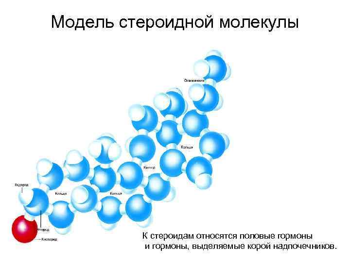 Модель стероидной молекулы К стероидам относятся половые гормоны и гормоны, выделяемые корой надпочечников. 