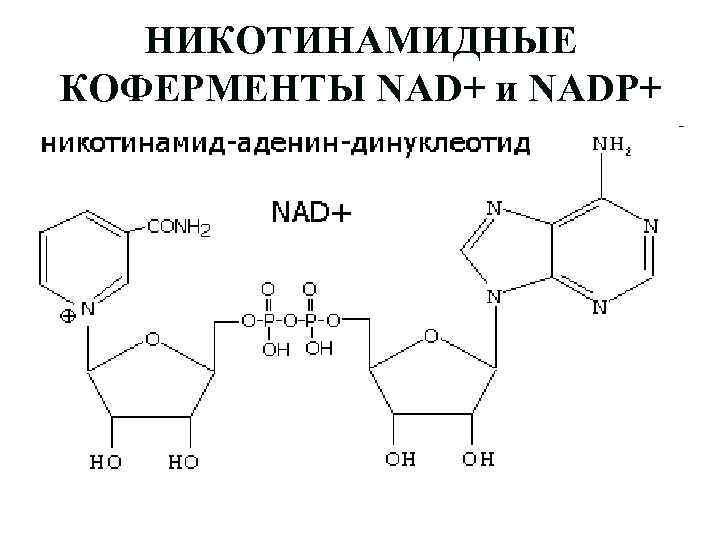 НИКОТИНАМИДНЫЕ КОФЕРМЕНТЫ NAD+ и NADP+ 