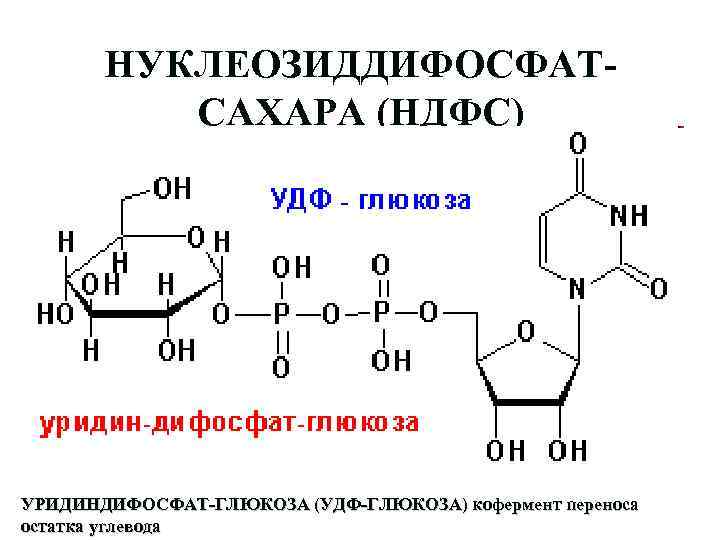 НУКЛЕОЗИДДИФОСФАТСАХАРА (НДФС) УРИДИНДИФОСФАТ-ГЛЮКОЗА (УДФ-ГЛЮКОЗА) кофермент переноса остатка углевода 