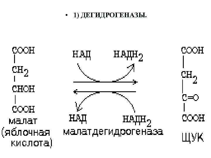  • 1) ДЕГИДРОГЕНАЗЫ. 