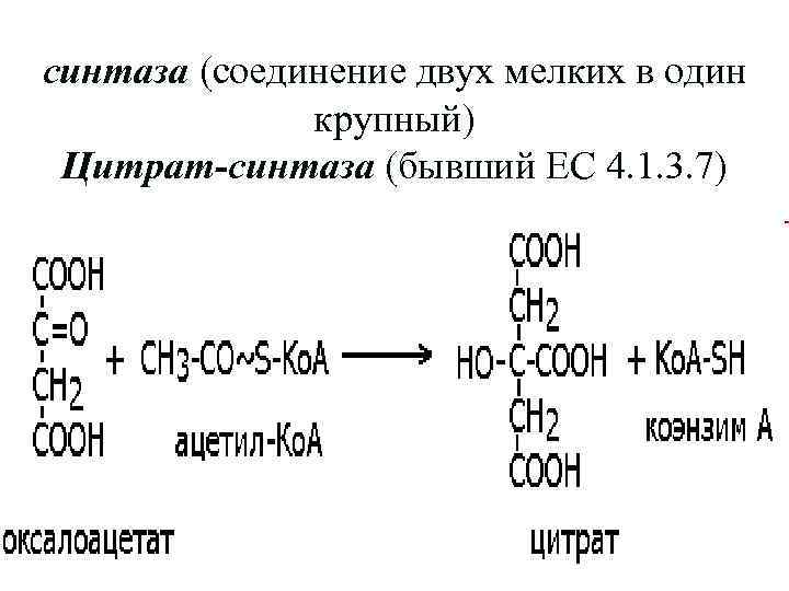 синтаза (соединение двух мелких в один крупный) Цитрат-синтаза (бывший ЕС 4. 1. 3. 7)