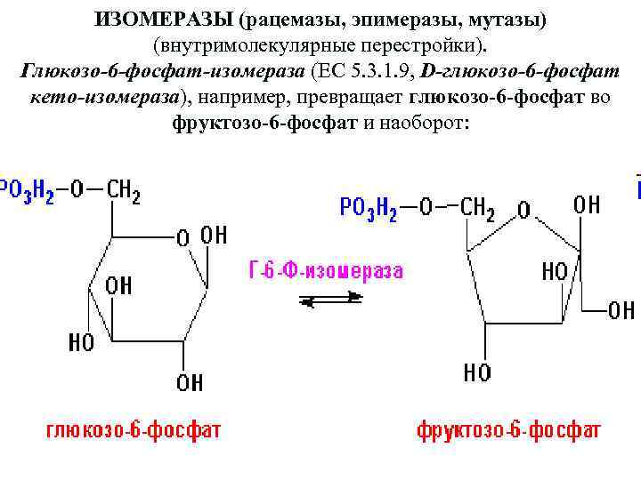 ИЗОМЕРАЗЫ (рацемазы, эпимеразы, мутазы) (внутримолекулярные перестройки). Глюкозо-6 -фосфат-изомераза (ЕС 5. 3. 1. 9, D-глюкозо-6