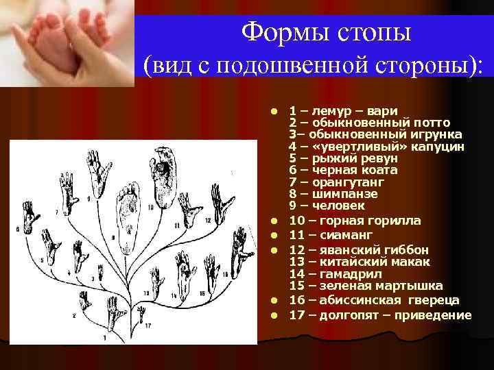 Формы стопы (вид с подошвенной стороны): l l l 1 – лемур – вари