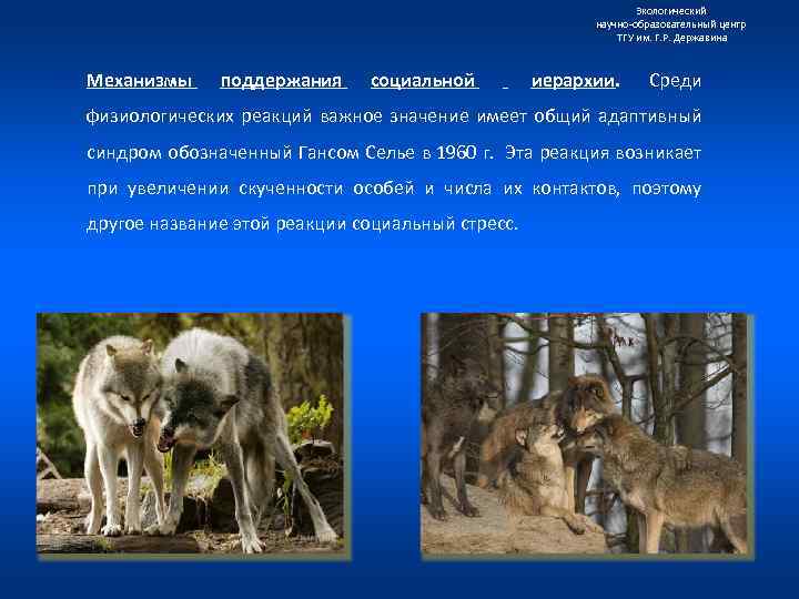 Экологический научно образовательный центр ТГУ им. Г. Р. Державина Механизмы поддержания социальной иерархии. Среди