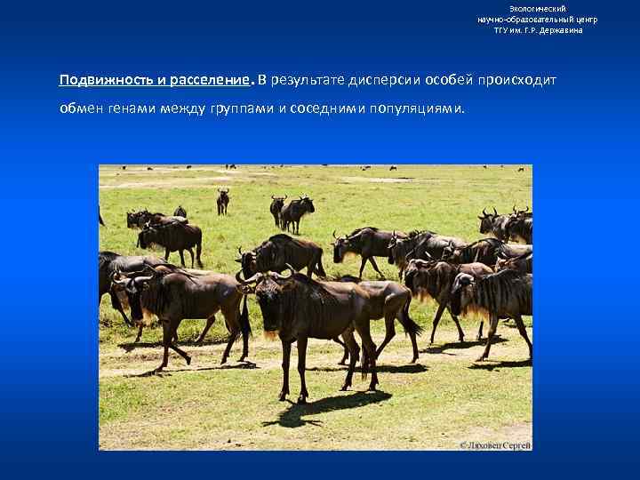 Экологический научно образовательный центр ТГУ им. Г. Р. Державина Подвижность и расселение. В результате