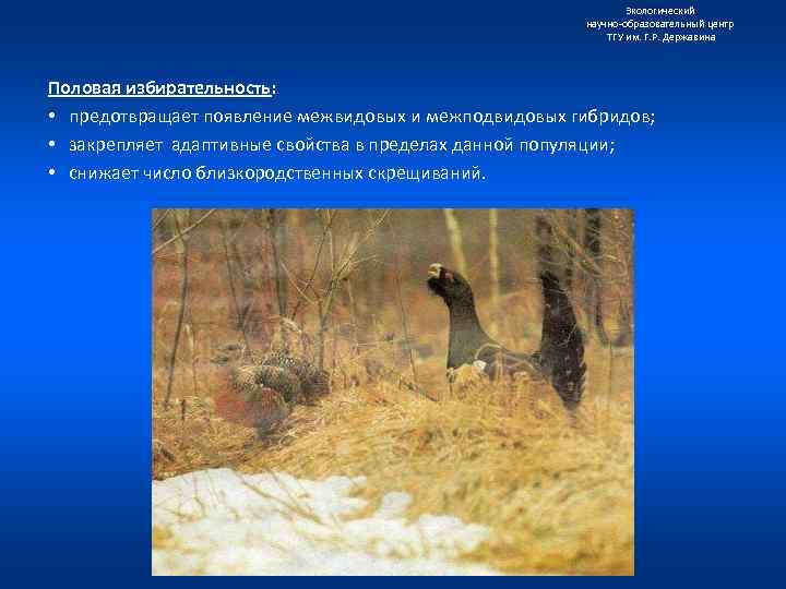 Экологический научно образовательный центр ТГУ им. Г. Р. Державина Половая избирательность: • предотвращает появление