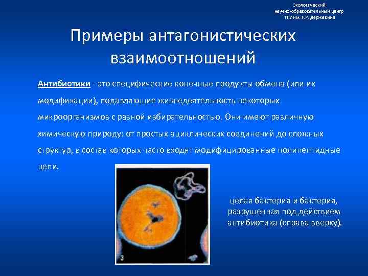 Экологический научно образовательный центр ТГУ им. Г. Р. Державина Примеры антагонистических взаимоотношений Антибиотики это