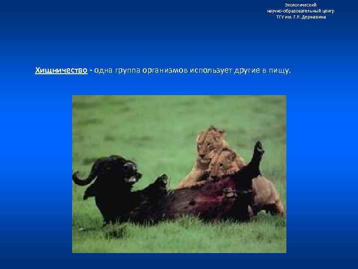 Экологический научно образовательный центр ТГУ им. Г. Р. Державина Хищничество - одна группа организмов