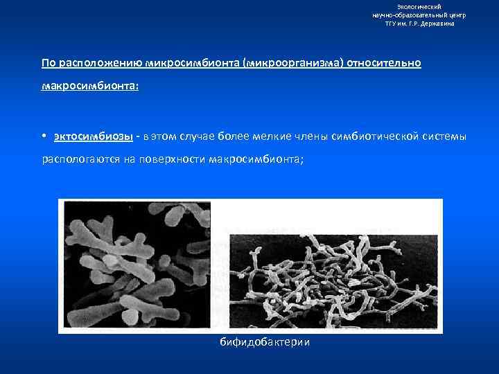 Экологический научно образовательный центр ТГУ им. Г. Р. Державина По расположению микросимбионта (микроорганизма) относительно