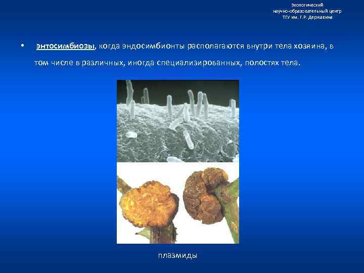 Экологический научно образовательный центр ТГУ им. Г. Р. Державина • энтосимбиозы, когда эндосимбионты располагаются