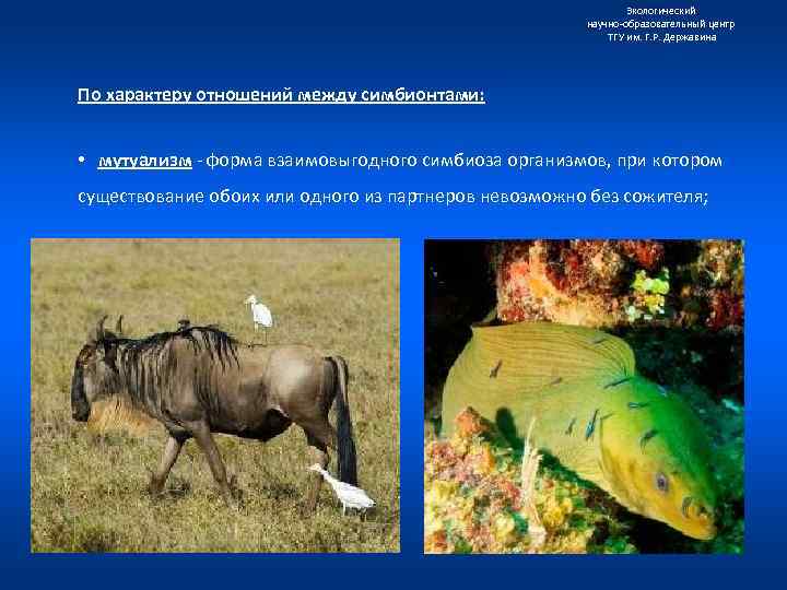 Экологический научно образовательный центр ТГУ им. Г. Р. Державина По характеру отношений между симбионтами: