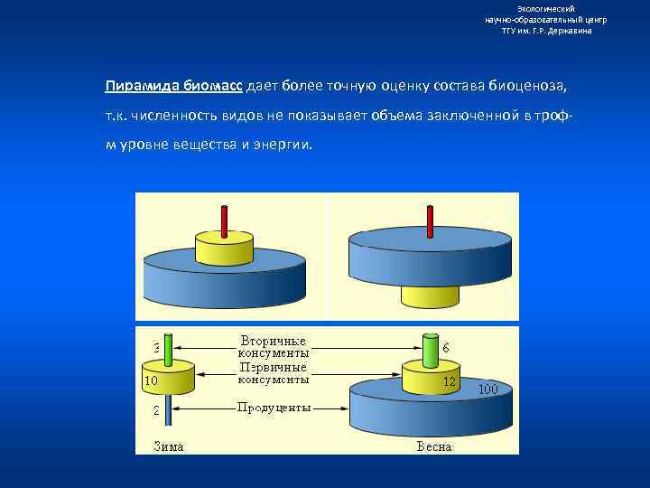 Экологический научно образовательный центр ТГУ им. Г. Р. Державина Пирамида биомасс дает более точную