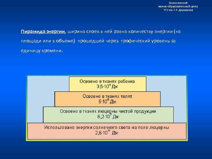 Экологический научно образовательный центр ТГУ им. Г. Р. Державина Пирамида энергии, ширина слоев в