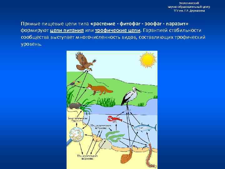 Экологический научно образовательный центр ТГУ им. Г. Р. Державина Прямые пищевые цепи типа «растение