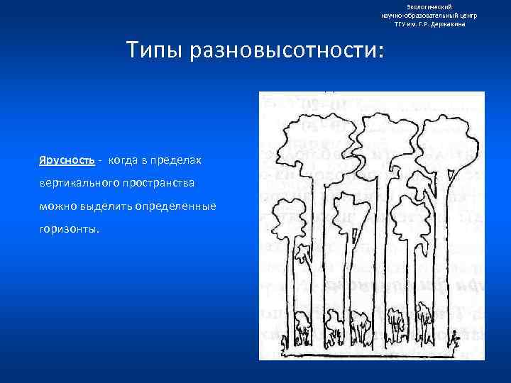 Экологический научно образовательный центр ТГУ им. Г. Р. Державина Типы разновысотности: Ярусность когда в