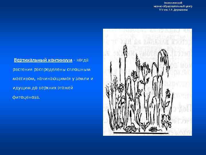 Экологический научно образовательный центр ТГУ им. Г. Р. Державина Вертикальный континуум когда растения распределены