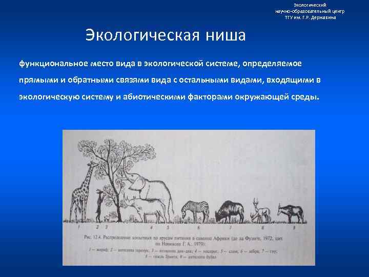 Экологический научно образовательный центр ТГУ им. Г. Р. Державина Экологическая ниша функциональное место вида