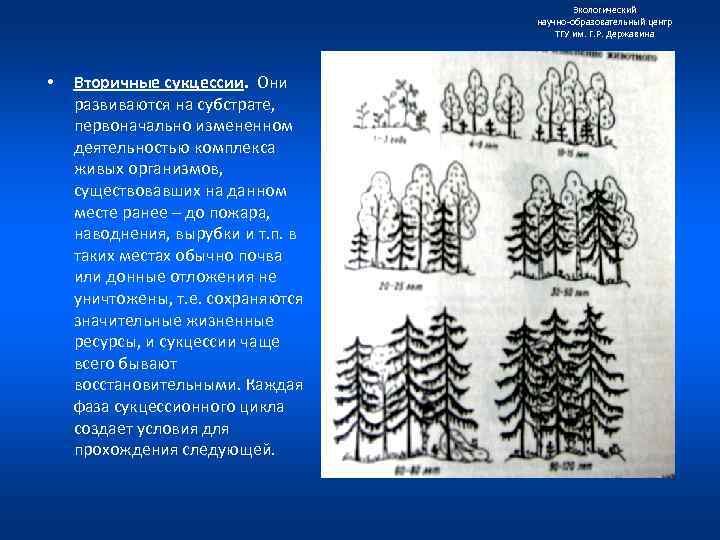 Экологический научно образовательный центр ТГУ им. Г. Р. Державина • Вторичные сукцессии. Они развиваются