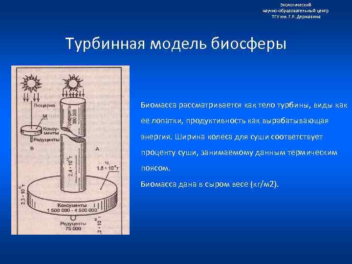Экологический научно образовательный центр ТГУ им. Г. Р. Державина Турбинная модель биосферы Биомасса рассматривается