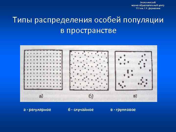 Экологический научно образовательный центр ТГУ им. Г. Р. Державина Типы распределения особей популяции в