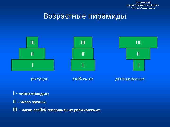 Экологический научно образовательный центр ТГУ им. Г. Р. Державина Возрастные пирамиды III III II