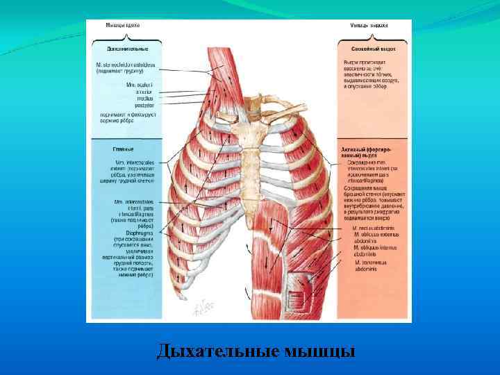 Дыхательные мышцы 