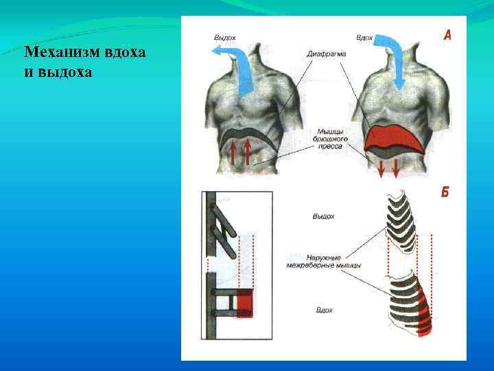 Механизм вдоха и выдоха 