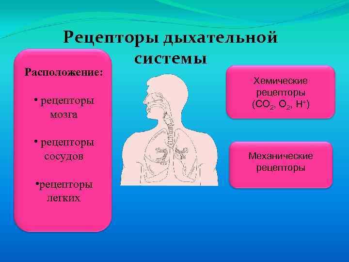 Рецепторы дыхательной системы Расположение: • рецепторы мозга • рецепторы сосудов • рецепторы легких Хемические