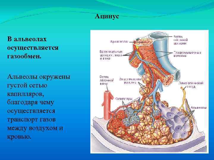 Ацинус В альвеолах осуществляется газообмен. Альвеолы окружены густой сетью капилляров, благодаря чему осуществляется транспорт