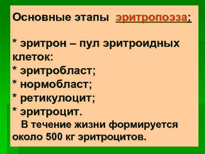 Эритрон. Основные этапы эритропоэза. Понятие об эритроне. Основные параметры эритрона. Функции эритрона.