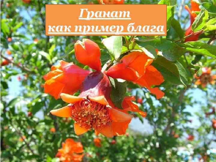 Гранат как пример блага 