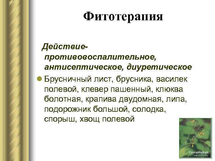 Фитотерапия Действиепротивовоспалительное, антисептическое, диуретическое l Брусничный лист, брусника, василек полевой, клевер пашенный, клюква болотная,