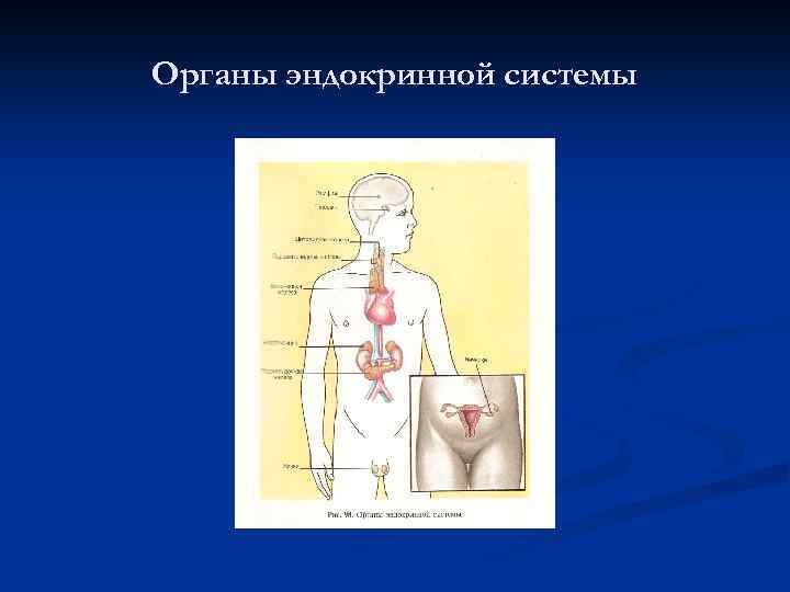 Органы эндокринной системы 